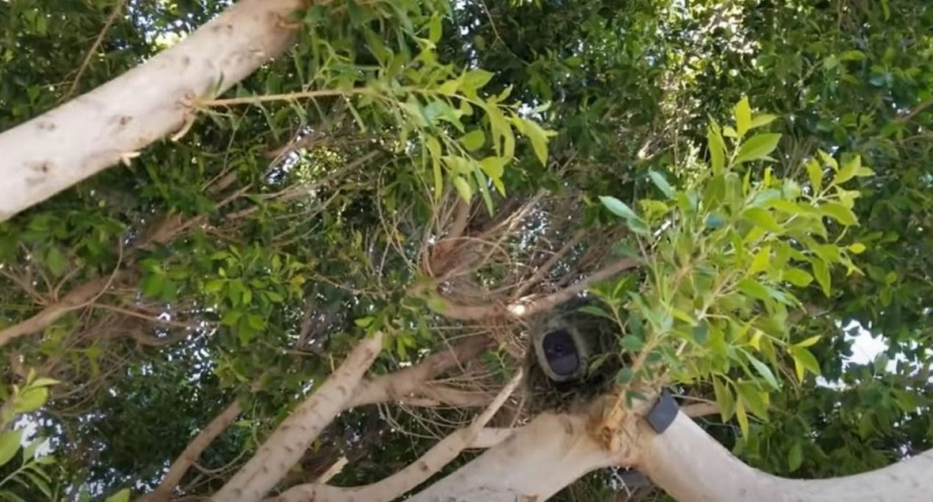 camera in tree