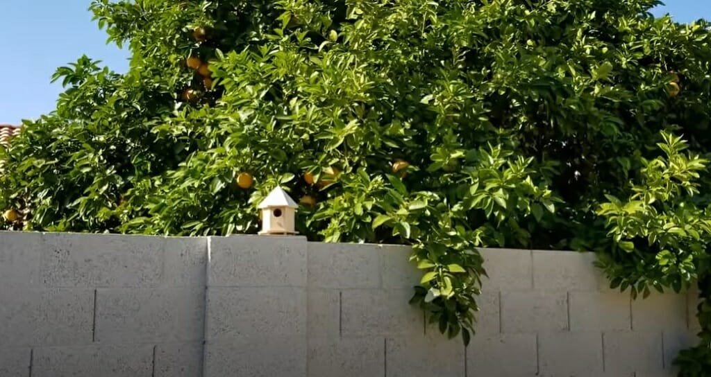 hidden camera bushes