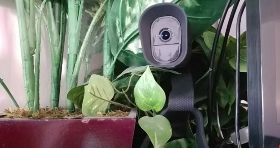 outdoor camera hiding on plants